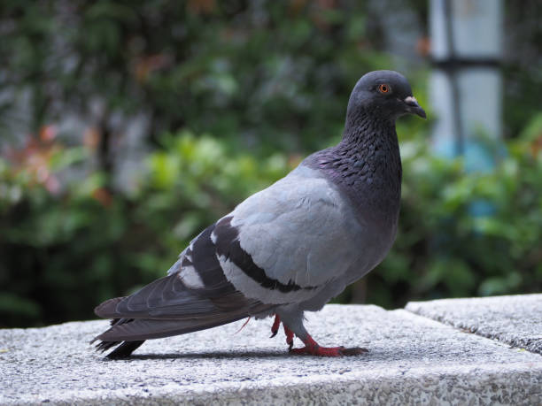 istock The dove standing on the mortar. 854269250