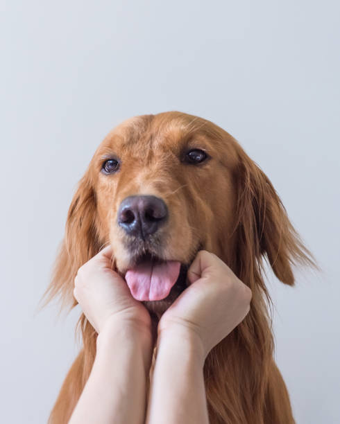istock Golden Retriever face and hand 854269372