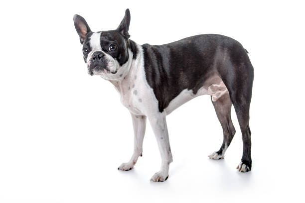 istock Boston Terrier, standing in front of white background 854269446