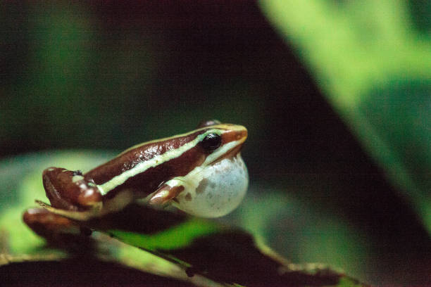 istock Tricolor poison dart frog 854269704