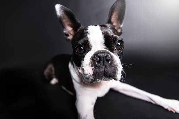 istock Boston Terrier, standing in front of gray background 854269980