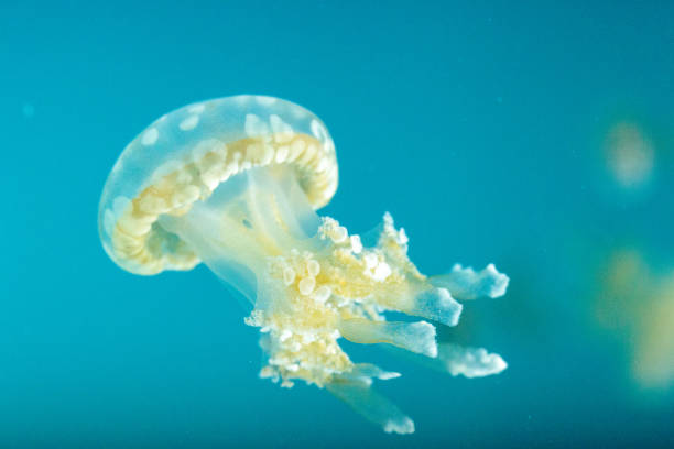 istock Golden jelly, Phyllorhiza punctata 854270094