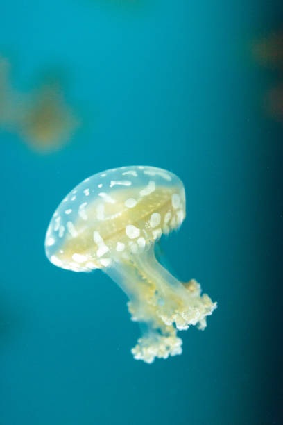 istock Golden jelly, Phyllorhiza punctata 854270152