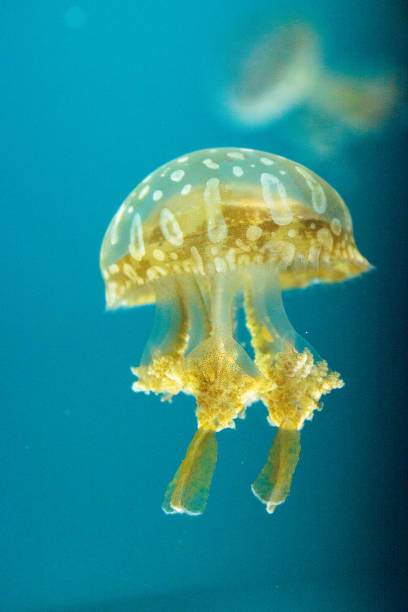 istock Golden jelly, Phyllorhiza punctata 854270378