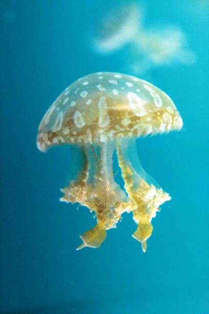 istock Golden jelly, Phyllorhiza punctata 854270382