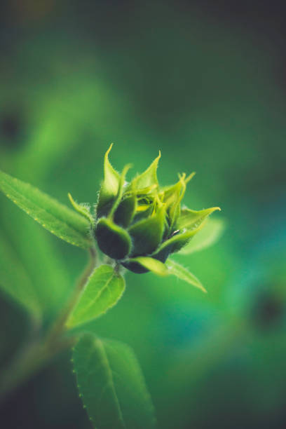 Artistic nature. Sunflower head ready to bloom