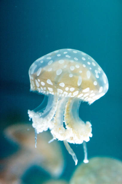 istock Golden jelly, Phyllorhiza punctata 854272706