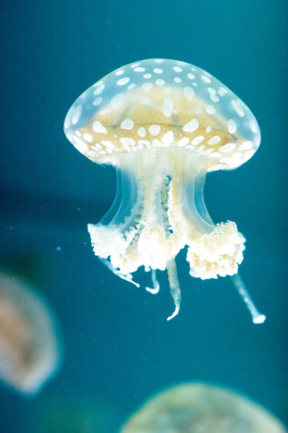istock Golden jelly, Phyllorhiza punctata 854272818