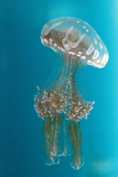 istock Golden jelly, Phyllorhiza punctata 854272958