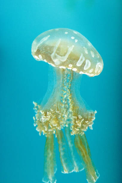 istock Golden jelly, Phyllorhiza punctata 854272984
