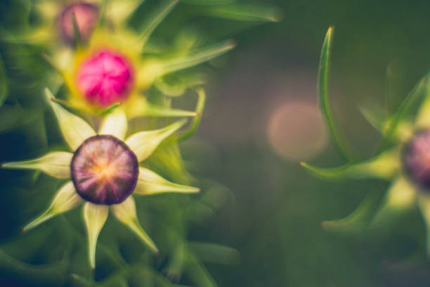Artistic nature. Cosmos flowers in bud ready to bloom