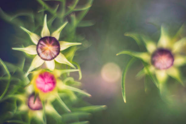 Artistic nature. Cosmos flowers in bud ready to bloom