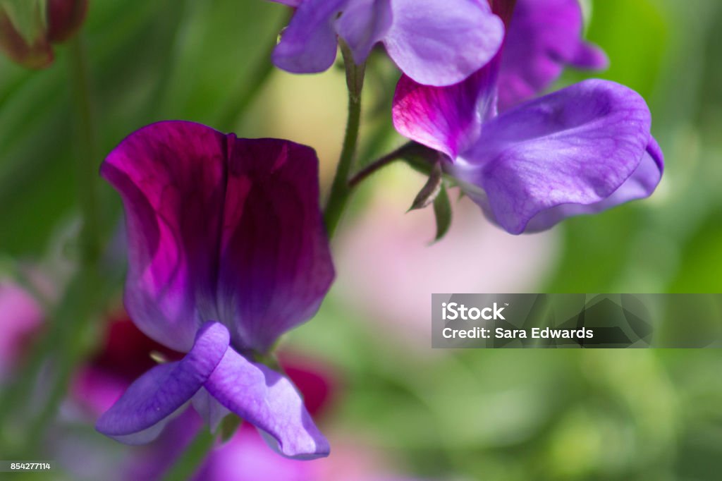 Nahaufnahme von Sweet Pea Blumen - Lizenzfrei Duftwicke Stock-Foto