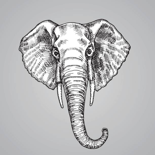Elephant head black and white engraving style. A beautiful Indian animal in the sketch style. Vector illustration. Similar image. EPS 10.