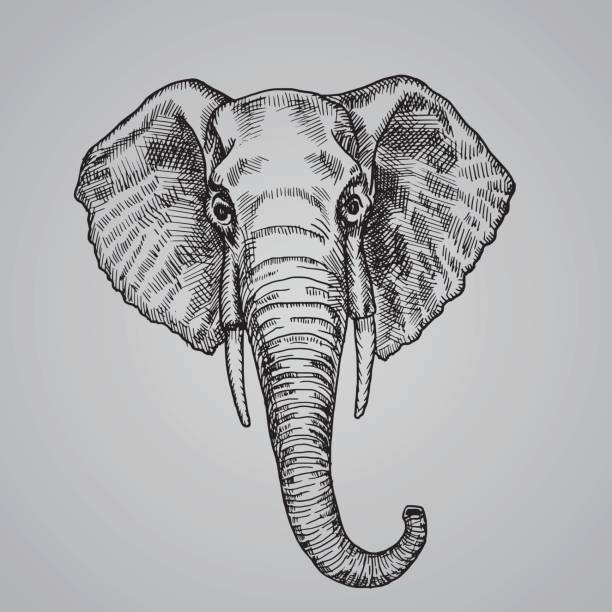 elefantenkopf gravur stil. eine schöne indische tier in der skizze-stil. vektor-illustration. - elephant head stock-grafiken, -clipart, -cartoons und -symbole