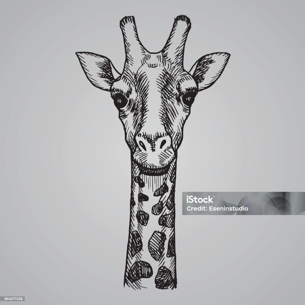 Gravure tête de girafe de style. Afrique animal dans le style de croquis. Illustration vectorielle. - clipart vectoriel de Girafe libre de droits