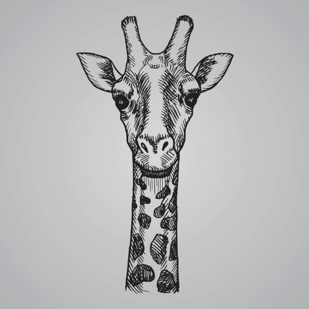조각 스타일 기린 머리입니다. 스케치 스타일에 아프리카 동물입니다. 벡터 일러스트입니다. - brindled stock illustrations