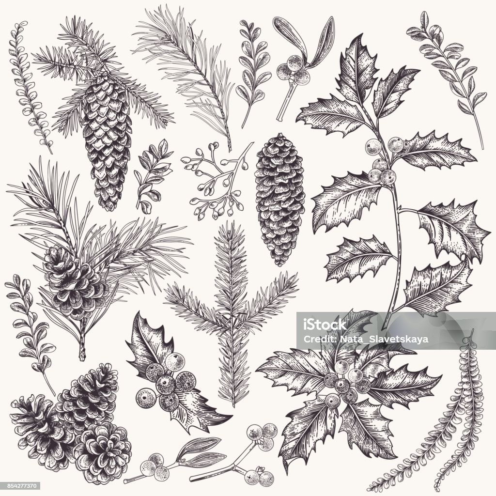 Collection de plantes de Noël. - clipart vectoriel de Dessiner libre de droits