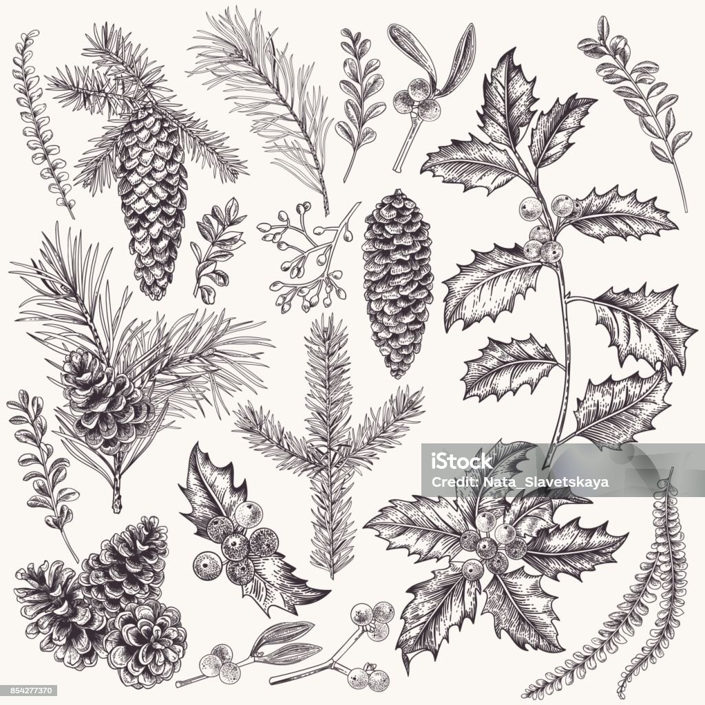 Collection of Christmas plant. Vector set with Christmas plants. Botanical illustration. Branch of holly, spruce, pine, boxwood, spruce and pine cones. Design elements isolated on white background. Engraving style. Black and white. Drawing - Activity stock vector