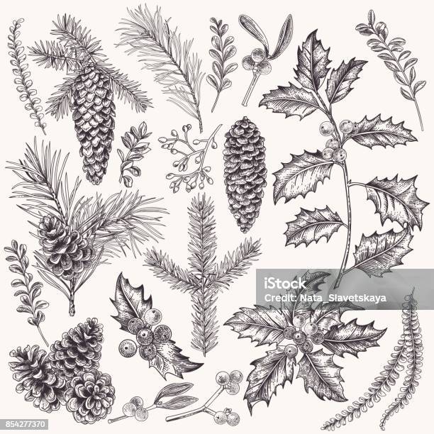 Collection Of Christmas Plant Stock Illustration - Download Image Now - Drawing - Activity, Christmas, Drawing - Art Product