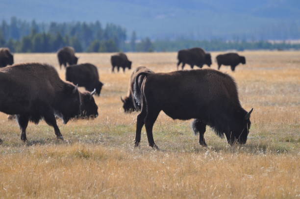 istock American Bison Grazing in Yellowstone National Park 854280616