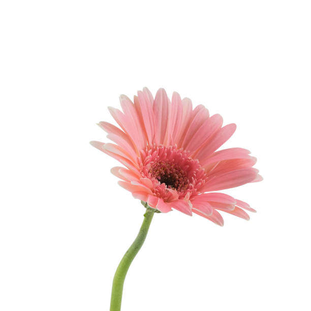istock Gebera flowers isolated on white background 854280668
