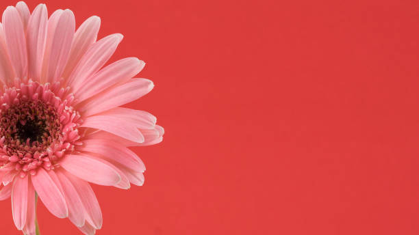 istock Pink Gebera flower on red background with copy space 854280682