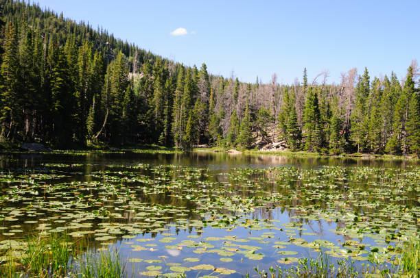 istock Nymph Lake, Colorado 854281416