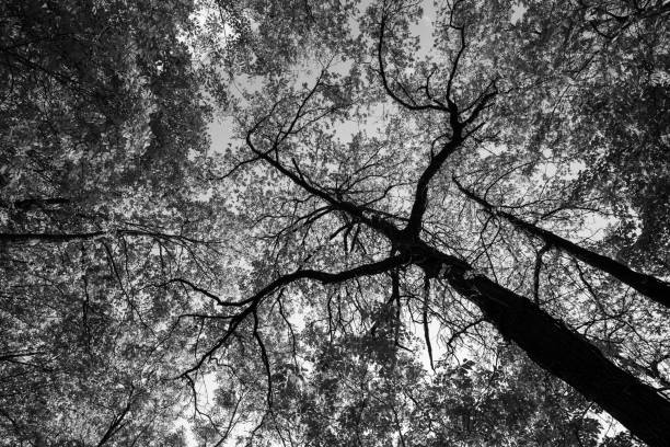 istock View from below of tall trees in a wood in Spring 854287516