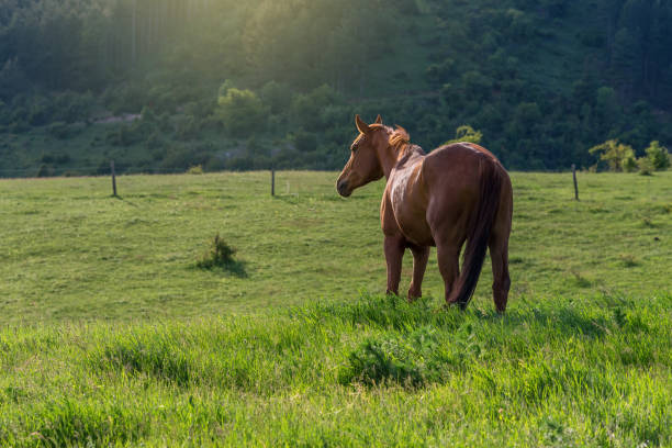istock horses on countryside on sunrise 854288570