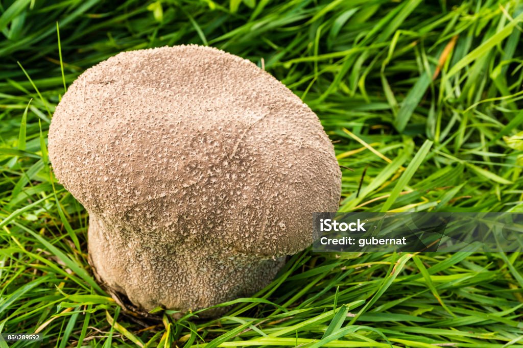 Handkea utriformis is a species of the Lycoperdaceae family of puffballs. Mosaic puffball (Handkea utriformis) is a species of the Lycoperdaceae family of puffballs. Agaricaceae Stock Photo