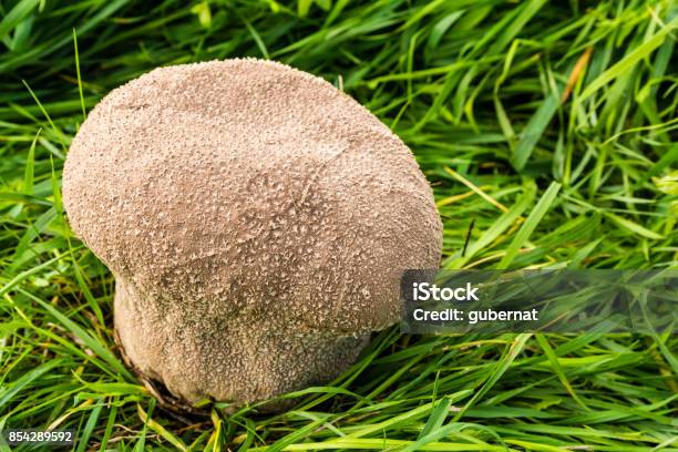 Handkea Utriformis Is A Species Of The Lycoperdaceae Family Of Puffballs Stock Photo - Download Image Now