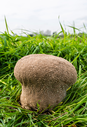 Mushroom fungus (Mosaic puffball, Handkea utriformis) growing among the grass.
