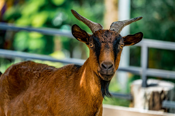 istock Close up of brown goat 854296502