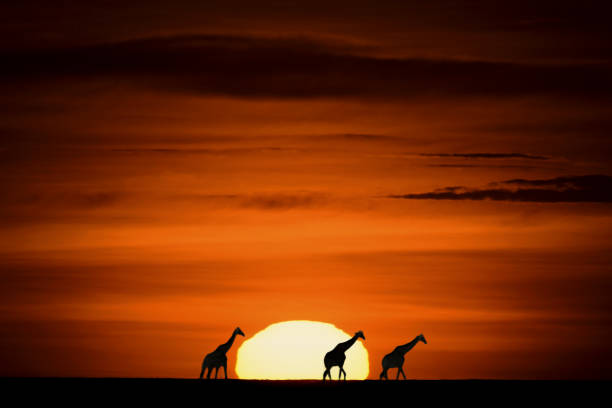 istock Giraffes on Sunset - Etosha National Park 854296956