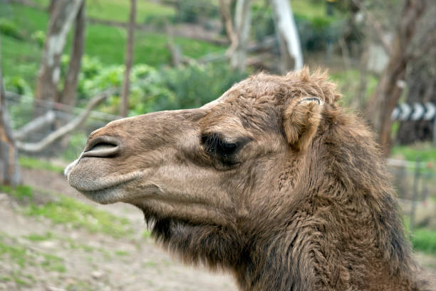 240+ Camel Mouth Open Stock Photos, Pictures & Royalty-Free Images - iStock