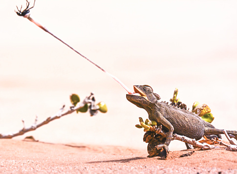 This desert chameleon captures breakfast on a unsuspecting beatle