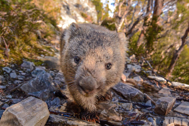 wombat - wombat animal mammal marsupial fotografías e imágenes de stock