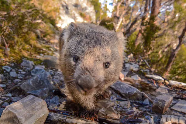 Wombat on the Dove Lake Circuit, Cradle Mountain
