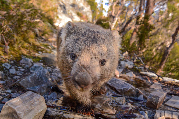 вомбат - wombat стоковые фото и изображения