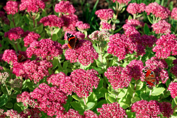 nahaufnahme von schmetterling auf hylotelephium triphyllum pflanze blüht. - close up beauty in nature flower head flower stock-fotos und bilder