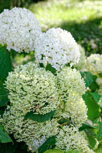 istock Close up of white hydrangea flowers. Romantic floral background. 854304952