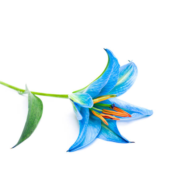 istock blue  lily flower on white background isolated 854304962