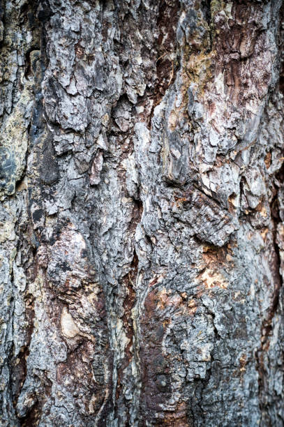 istock bark texture of a pine trunk. closeup, texture, background. 854305296