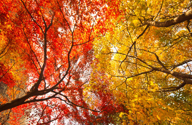 vista de ângulo baixo de uma árvore de outono - autumn falling leaf new england - fotografias e filmes do acervo