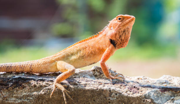 istock colorful lizard sitting on concrete 854306704