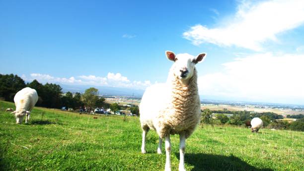 istock Grazing of sheep 854312372