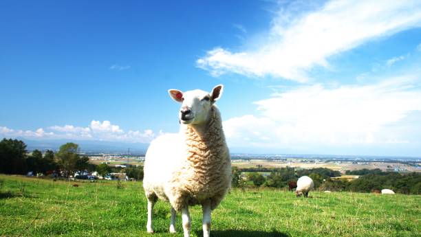 istock Grazing of sheep 854312410