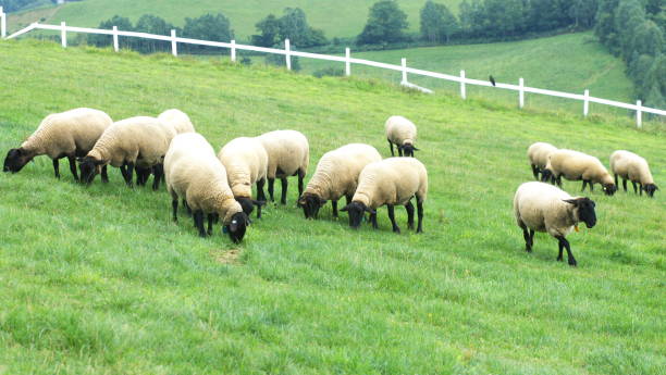 istock Grazing of sheep 854312938