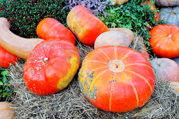 istock Orange and yellow pumpkins on straw 854313174